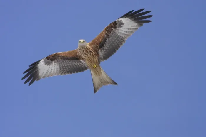 Framed Print : Red Kite (Milvus milvus) adult, in flight, underparts illuminated by snow below, North Yorkshire, England, february Framed Print : Red Kite (Milvus milvus) adult, in flight, underparts illuminated by snow below, North Yorkshire, England, february