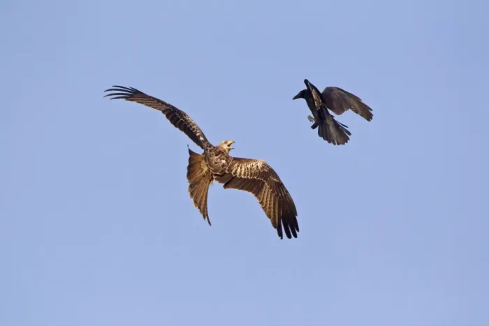 Framed Print : Red Kite (Milvus milvus) adult, in flight, being mobbed by Carrion Crow (Corvus corone) adult, Gigrin Farm, Powys Framed Print : Red Kite (Milvus milvus) adult, in flight, being mobbed by Carrion Crow (Corvus corone) adult, Gigrin Farm, Powys