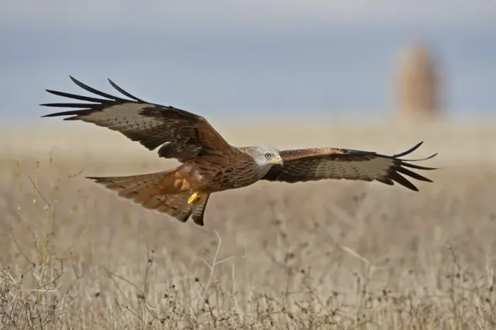 Framed Print : Red Kite (Milvus milvus) adult, in flight, Northern Spain, November Framed Print : Red Kite (Milvus milvus) adult, in flight, Northern Spain, November