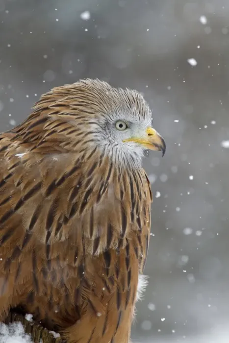 Framed Print : Red Kite (Milvus milvus) adult, close-up of head and breast, during snowfall, Suffolk, England, March (captive) Framed Print : Red Kite (Milvus milvus) adult, close-up of head and breast, during snowfall, Suffolk, England, March (captive)