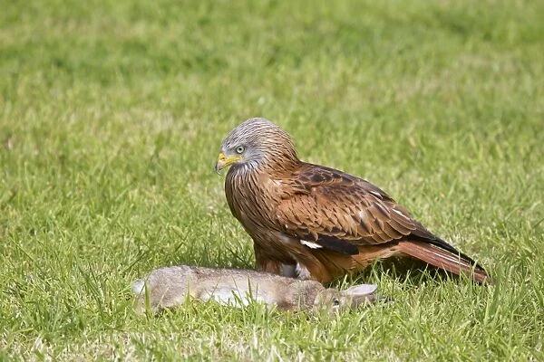 Red Kite (Milvus milvus) adult, with European Rabbit (Oryctolagus cuniculus) carrion, standing in grass field
