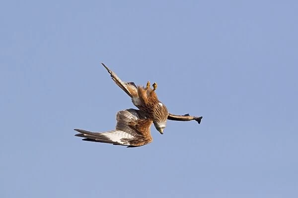 Red Kite (Milvus milvus) adult, in flight, turning upside down and diving for food at feeding station, Gigrin Farm