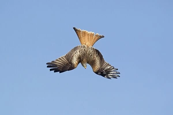 Red Kite (Milvus milvus) adult, in flight, diving for food at feeding station, Gigrin Farm, Powys, Wales, March