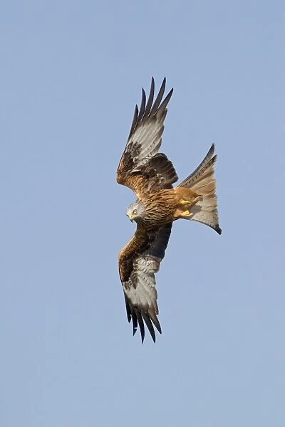 Red Kite (Milvus milvus) adult, in flight, diving for food at feeding station, Gigrin Farm, Powys, Wales, March