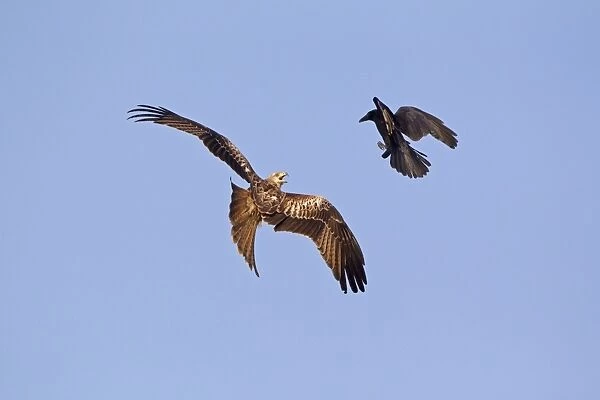 Red Kite (Milvus milvus) adult, in flight, being mobbed by Carrion Crow (Corvus corone) adult, Gigrin Farm, Powys