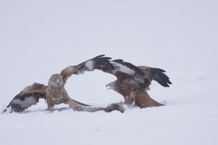 Framed Print : Red Kite (Milvus milvus) adult and immature, fighting over dead rabbit, in heavy snow on farmland, West Yorkshire Framed Print : Red Kite (Milvus milvus) adult and immature, fighting over dead rabbit, in heavy snow on farmland, West Yorkshire
