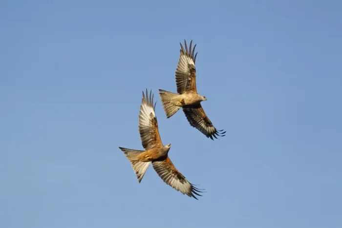 Framed Print : Red Kite (Milvus milvus) adult and juvenile, in flight, juvenile carrying meat being chased by adult above feeding