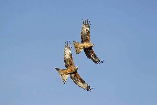 Red Kite (Milvus milvus) adult and juvenile, in flight, juvenile carrying meat being chased by adult above feeding
