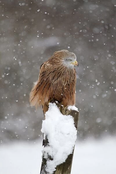 Red Kite (Milvus milvus) adult, perched on snow covered fencepost during snowfall, Suffolk, England, March (captive)