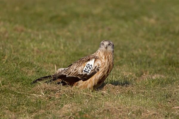 Red Kite (Milvus milvus) adult, with wing tags, standing on ground at feeding station, Gigrin Farm, Powys, Wales, march