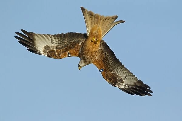 Red Kite (Milvus milvus) adult, with wing tags, in flight, diving for food at feeding station, Gigrin Farm, Powys