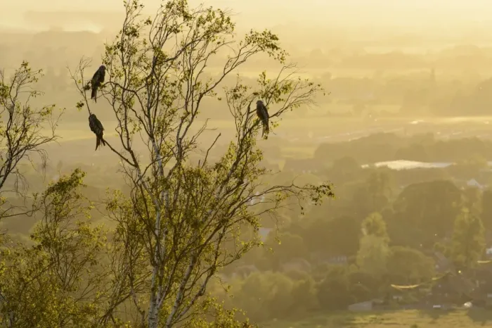 Framed Print : Red Kite (Milvus milvus) four adults, perched in tree at sunset, Chilterns, Buckinghamshire, England, June Framed Print : Red Kite (Milvus milvus) four adults, perched in tree at sunset, Chilterns, Buckinghamshire, England, June