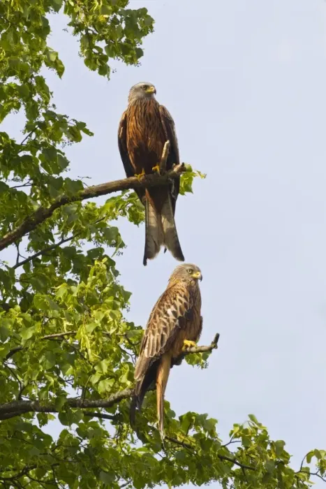 Framed Print : Red Kite (Milvus milvus) two adults, perched on branches in tree, Oxfordshire, England, june Framed Print : Red Kite (Milvus milvus) two adults, perched on branches in tree, Oxfordshire, England, june