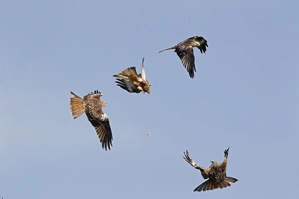 Red Kite (Milvus milvus) four adults, in flight, three kites attempting to catch meat forced