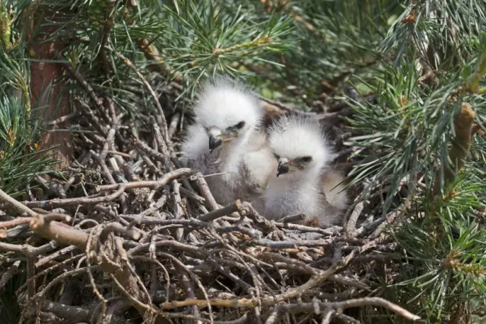 Framed Print : Red Kite (Milvus milvus) two chicks, sitting in nest, june (captive) Framed Print : Red Kite (Milvus milvus) two chicks, sitting in nest, june (captive)