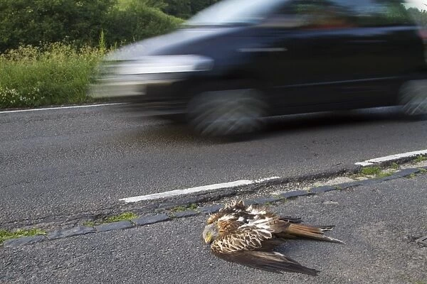 Red Kite (Milvus milvus) dead adult, roadkill casualty on roadside after collison with passing car, Oxfordshire, England, june