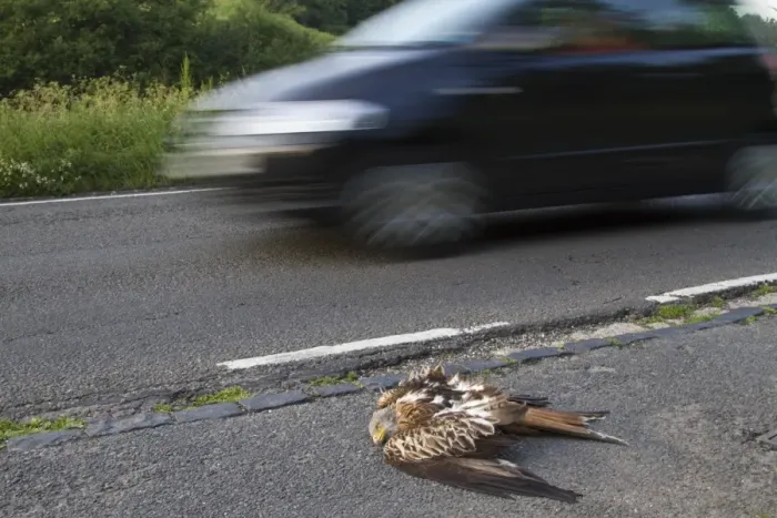Framed Print : Red Kite (Milvus milvus) dead adult, roadkill casualty on roadside after collison with passing car, Oxfordshire, England, june Framed Print : Red Kite (Milvus milvus) dead adult, roadkill casualty on roadside after collison with passing car, Oxfordshire, England, june