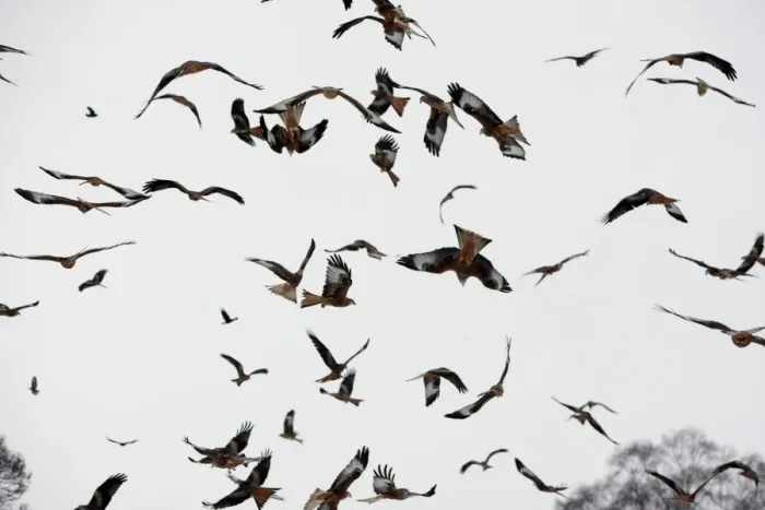 Framed Print : Red Kite (Milvus milvus) flock, in flight over feeding station in snow, Gigrin Farm, Powys, Wales, january