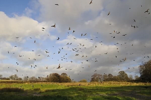 Red Kite (Milvus milvus) flock, in flight, wheeling over feeding station, Gigrin Farm, Rhayader, Powys, Wales, November