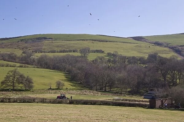 Red Kite (Milvus milvus) flock, in flight over feeding station, with farmer putting out food