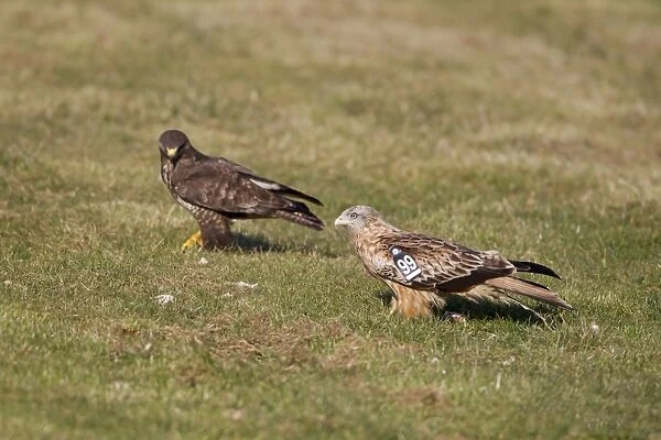 Red Kite (Milvus milvus) juvenile, with wing tags, with Common Buzzard (Buteo buteo) on ground at feeding station