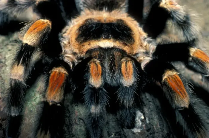 Framed Print : Red-kneed Tarantula (Eurypelma smithi) Close-up - endangered - Mexico Framed Print : Red-kneed Tarantula (Eurypelma smithi) Close-up - endangered - Mexico