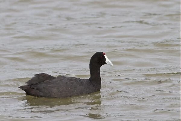 Red-knobbed Coot (Fulica cristata) adult, swimming, Albufera Reserve, Mallorca, Balearic Islands, Spain, may