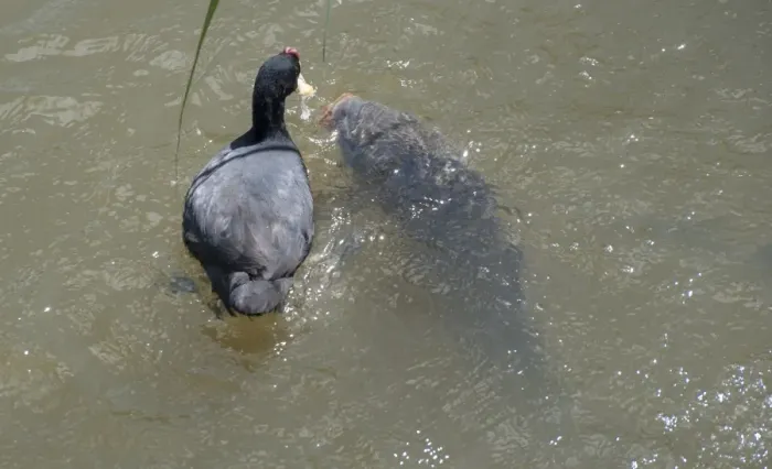 Framed Print : Red-knobbed Coot (Fulica cristata) adult, competing for food with Common Carp (Cyprinus carpio) Framed Print : Red-knobbed Coot (Fulica cristata) adult, competing for food with Common Carp (Cyprinus carpio)