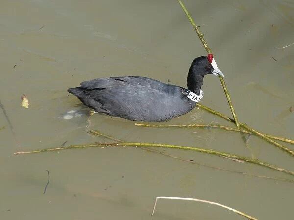 Red-knobbed Coot (Fulica cristata) adult, with numbered identification band around neck, holding stem in beak