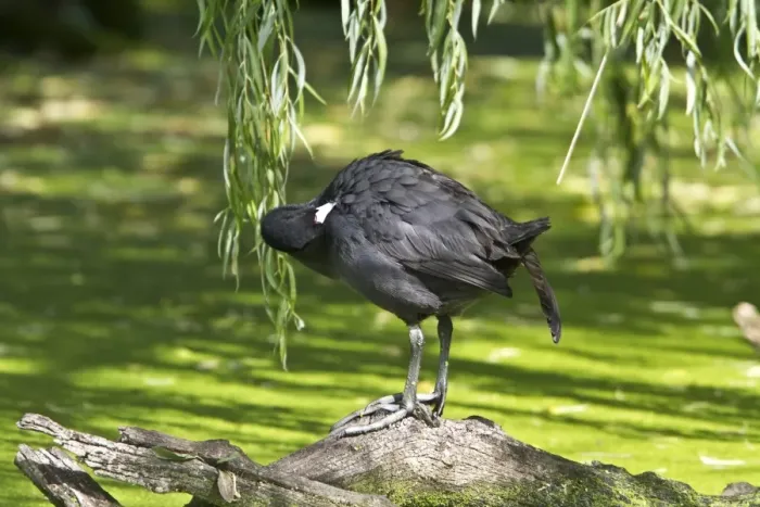 Framed Print : Red knobbed Coot preening at Rietvlei Nature Reserve South Africa