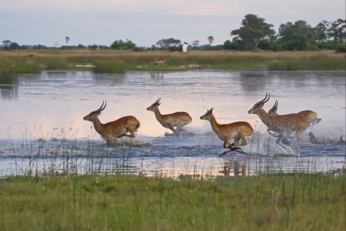 Framed Print : Red Lechwe (Kobus leche leche) adult and immature males, herd running and jumping in wetland habitat, Okavango Delta, Botswana Framed Print : Red Lechwe (Kobus leche leche) adult and immature males, herd running and jumping in wetland habitat, Okavango Delta, Botswana