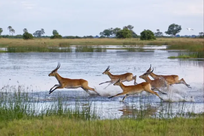 Framed Print : Red Lechwe (Kobus leche leche) adult and immature males, herd running and jumping in wetland habitat, Okavango Delta, Botswana Framed Print : Red Lechwe (Kobus leche leche) adult and immature males, herd running and jumping in wetland habitat, Okavango Delta, Botswana