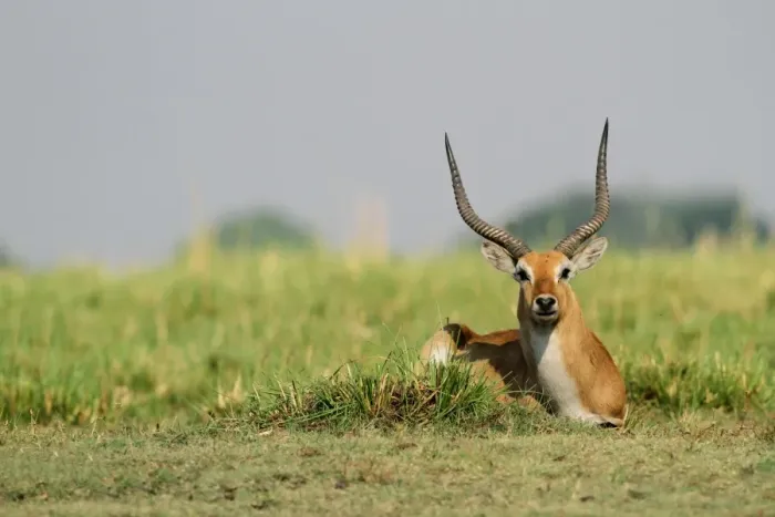 Framed Print : Red Lechwe (Kobus leche leche) adult male, resting on grass in wetland, Chobe N. P. Botswana Framed Print : Red Lechwe (Kobus leche leche) adult male, resting on grass in wetland, Chobe N. P. Botswana