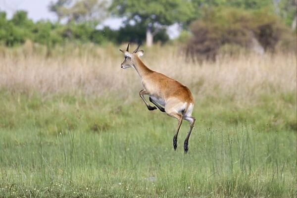 Red Lechwe (Kobus leche leche) immature male, running and jumping in wetland, Okavango Delta, Botswana
