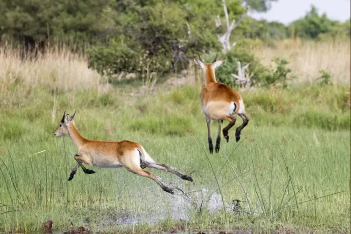 Framed Print : Red Lechwe (Kobus leche leche) immature males, running and jumping in wetland, Okavango Delta, Botswana