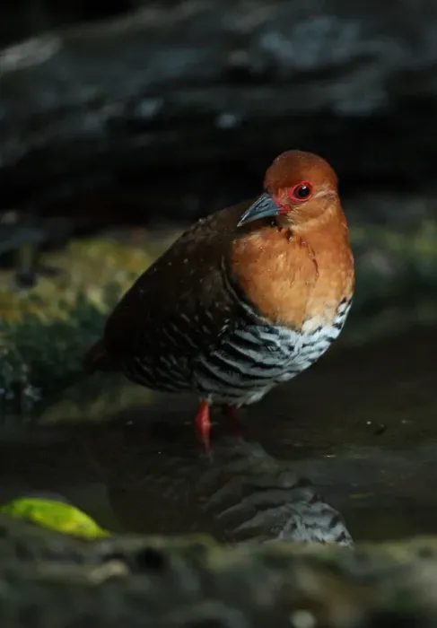 Framed Print : Red-legged Crake (Rallina fasciata) adult, bathing in forest pool, Kaeng Krachan N. P. Thailand, november Framed Print : Red-legged Crake (Rallina fasciata) adult, bathing in forest pool, Kaeng Krachan N. P. Thailand, november