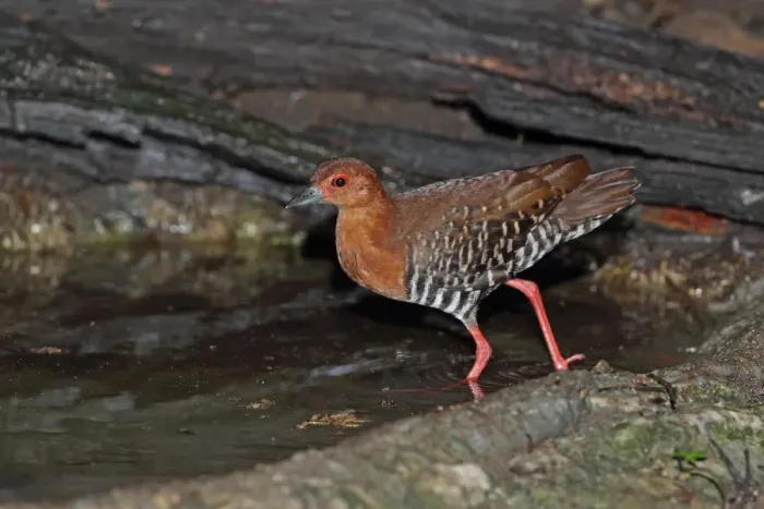 Framed Print : Red-legged Crake (Rallina fasciata) adult, entering forest pool, near Kaeng Krachan, Thailand, May Framed Print : Red-legged Crake (Rallina fasciata) adult, entering forest pool, near Kaeng Krachan, Thailand, May