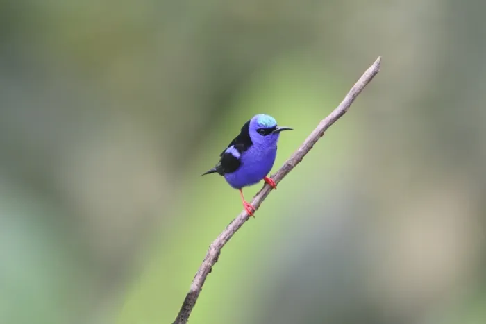 Framed Print : Red-legged Honeycreeper (Cyanerpes cyaneus) adult male, perched on twig, Costa Rica, february Framed Print : Red-legged Honeycreeper (Cyanerpes cyaneus) adult male, perched on twig, Costa Rica, february