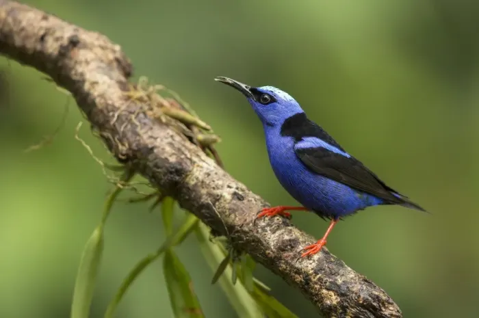 Framed Print : Red-legged Honeycreeper (Cyanerpes cyaneus) adult male, feeding, perched on branch, Costa Rica, March Framed Print : Red-legged Honeycreeper (Cyanerpes cyaneus) adult male, feeding, perched on branch, Costa Rica, March