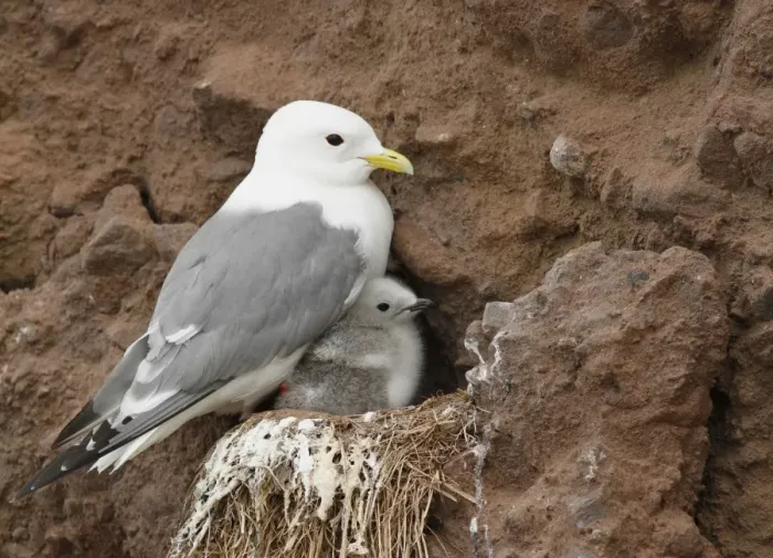 Framed Print : Red-legged Kittiwake (Rissa brevirostris) adult with chick, at nest on cliff, Alaska Maritime National Wildlife Refuge Framed Print : Red-legged Kittiwake (Rissa brevirostris) adult with chick, at nest on cliff, Alaska Maritime National Wildlife Refuge