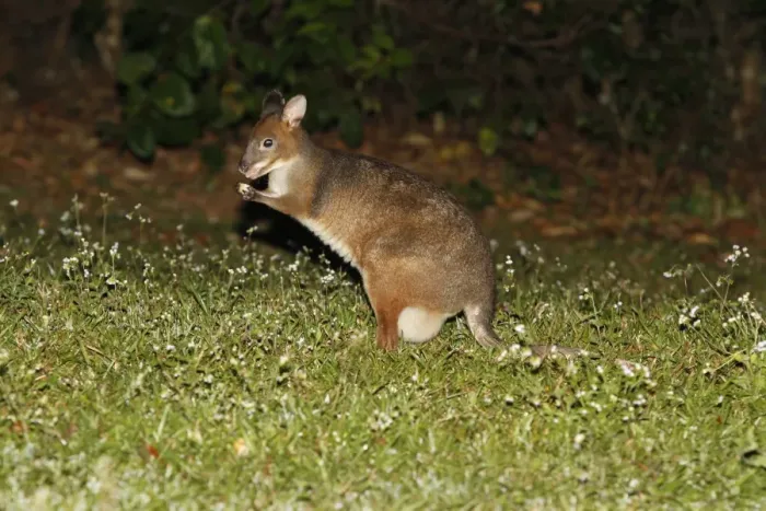 Framed Print : Red-legged Pademelon (Thylogale stigmatica) adult female, feeding in field at night, Atherton Tableland Framed Print : Red-legged Pademelon (Thylogale stigmatica) adult female, feeding in field at night, Atherton Tableland