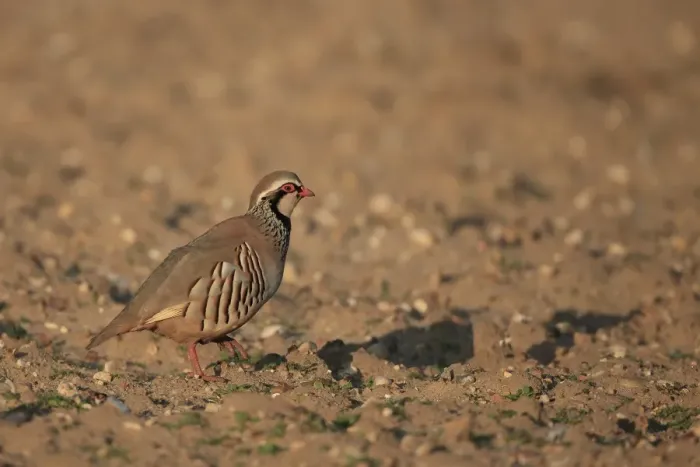 Framed Print : Red-legged Partridge (Alectoris rufa) adult, walking on arable field, Norfolk, England, March