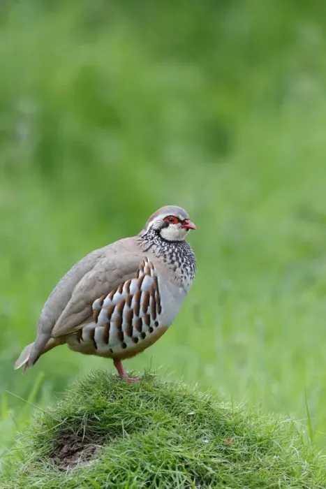 Framed Print : Red-legged Partridge (Alectoris rufa) adult, standing in field, Warwickshire, England, May Framed Print : Red-legged Partridge (Alectoris rufa) adult, standing in field, Warwickshire, England, May