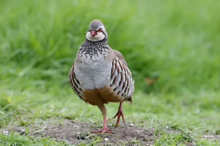 Framed Print : Red-legged Partridge (Alectoris rufa) adult, walking in field, Warwickshire, England, May Framed Print : Red-legged Partridge (Alectoris rufa) adult, walking in field, Warwickshire, England, May