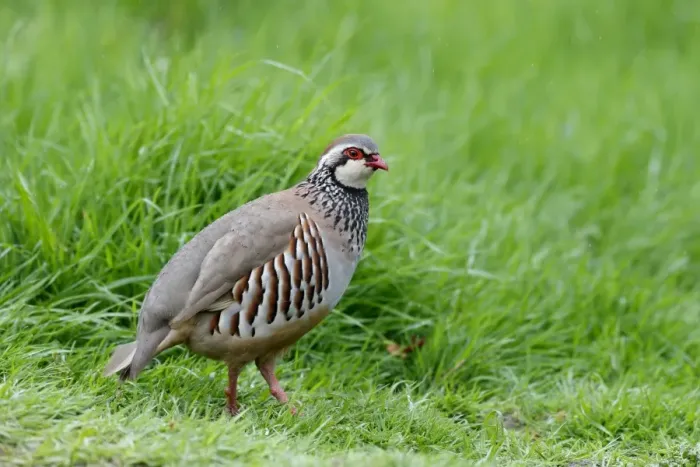 Framed Print : Red-legged Partridge (Alectoris rufa) adult, standing in field, Warwickshire, England, May Framed Print : Red-legged Partridge (Alectoris rufa) adult, standing in field, Warwickshire, England, May