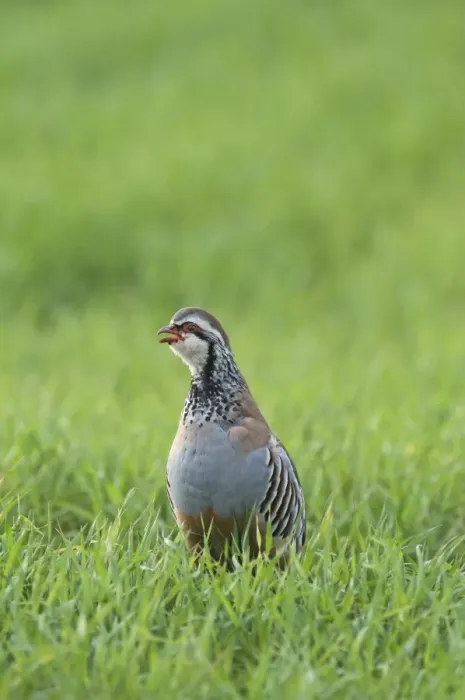 Framed Print : Red-legged Partridge (Alectoris rufa) adult, calling, standing in field of winter wheat crop, Kelling, Norfolk, England, april Framed Print : Red-legged Partridge (Alectoris rufa) adult, calling, standing in field of winter wheat crop, Kelling, Norfolk, England, april