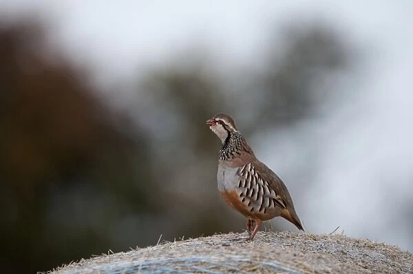 Red-legged Partridge (Alectoris rufa) adult, calling, standing on round straw bale, Norfolk, England, october