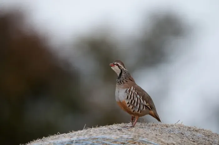 Framed Print : Red-legged Partridge (Alectoris rufa) adult, calling, standing on round straw bale, Norfolk, England, october Framed Print : Red-legged Partridge (Alectoris rufa) adult, calling, standing on round straw bale, Norfolk, England, october