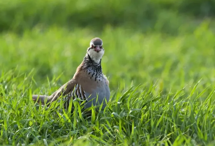 Framed Print : Red-legged Partridge (Alectoris rufa) adult, standing in field of winter wheat crop, Kelling, Norfolk, England, april Framed Print : Red-legged Partridge (Alectoris rufa) adult, standing in field of winter wheat crop, Kelling, Norfolk, England, april