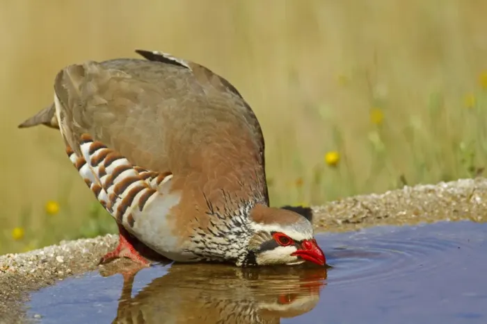 Framed Print : Red-legged Partridge (Alectoris rufa) adult, drinking from pool, Spain, june Framed Print : Red-legged Partridge (Alectoris rufa) adult, drinking from pool, Spain, june